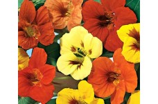 NASTURTIUM TROPAEOLUM JEWEL MIX SEEDS - MIXED COLOUR FLOWERS - 40 SEEDS NASTURTIUM TROPAEOLUM JEWEL MIX SEEDS - MIXED COLOUR FLOWERS - 40 SEEDS