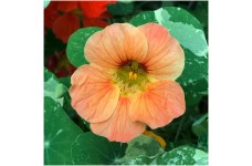 NASTURTIUM TROPAEOLUM MINUS SALMON BABY SEEDS - PINKY ORANGE FLOWERS - 20 SEEDS NASTURTIUM TROPAEOLUM MINUS SALMON BABY SEEDS - PINKY ORANGE FLOWERS - 20 SEEDS