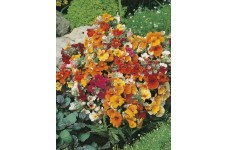 NEMESIA STRUMOSA CARNIVAL MIX SEEDS - MIXED COLOUR FLOWERS - 250 SEEDS NEMESIA STRUMOSA CARNIVAL MIX SEEDS - MIXED COLOUR FLOWERS - 250 SEEDS