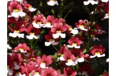 NEMESIA STRUMOSA SEEDS - TWO-TONE RED & WHITE FLOWERS - 150 SEEDS NEMESIA STRUMOSA SEEDS - TWO-TONE RED & WHITE FLOWERS - 150 SEEDS
