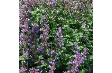 NEPETA MUSSINII FAASSENII SEEDS - CATMINT CATNIP - 100 SEEDS NEPETA MUSSINII FAASSENII SEEDS - CATMINT CATNIP - 100 SEEDS