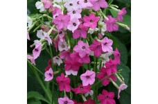 NICOTIANA ALATA SENSATION MIXED - 500 SEEDS NICOTIANA ALATA SENSATION MIXED - 500 SEEDS