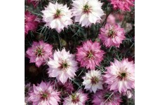 NIGELLA LOVE IN A MIST MULBERRY ROSE SEEDS - 100 SEEDS  NIGELLA LOVE IN A MIST MULBERRY ROSE SEEDS - 100 SEEDS