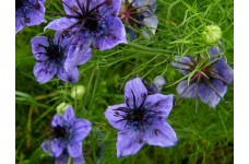 NIGELLA HISPANICA SEEDS - SPANISH LOVE IN A MIST - 100 SEEDS  NIGELLA HISPANICA SEEDS - SPANISH LOVE IN A MIST - 100 SEEDS