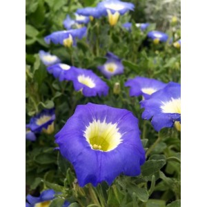 NOLANA PARADOXA BLUE BIRD SEEDS - BLUE FLOWERS WITH YELLOW CENTRES - 50 SEEDS NOLANA PARADOXA BLUE BIRD SEEDS - BLUE FLOWERS WITH YELLOW CENTRES - 50 SEEDS