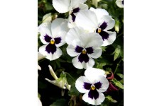 PANSY SWISS GIANT SILVERBRIDE SEEDS - WHITE BLOTCH SILVER BRIDE GIANTS - 100 SEEDS PANSY SWISS GIANT SILVERBRIDE SEEDS - WHITE BLOTCH SILVER BRIDE GIANTS - 100 SEEDS