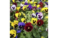 PANSY SWISS GIANT MIXED SEEDS - MIXED COLOUR - 100 SEEDS PANSY SWISS GIANT MIXED SEEDS - MIXED COLOUR - 100 SEEDS