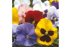 PANSY WINTER FLOWERING HIEMALIS MIX SEEDS - 100 SEEDS PANSY WINTER FLOWERING HIEMALIS MIX SEEDS - 100 SEEDS