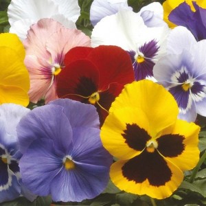 PANSY WINTER FLOWERING HIEMALIS MIX SEEDS - 100 SEEDS