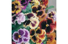 PANSY MASTERPIECE ROCOCO MIX SEEDS - RUFFLED FRILLY PETALED FLOWERS - 100 SEEDS PANSY MASTERPIECE ROCOCO MIX SEEDS - RUFFLED FRILLY PETALED FLOWERS - 100 SEEDS