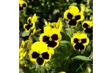 PANSY SWISS GIANT RHINEGOLD SEEDS - YELLOW BLOTCH - 100 SEEDS PANSY SWISS GIANT RHINEGOLD SEEDS - YELLOW BLOTCH - 100 SEEDS