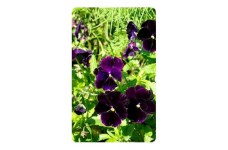 PANSY SWISS GIANT BERMA VELVET BLUE SEEDS - 100 SEEDS PANSY SWISS GIANT BERMA VELVET BLUE SEEDS - 100 SEEDS