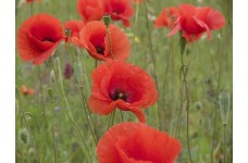 PAPAVER RHOEAS CORN POPPY FLANDERS SEEDS - RED FIELD POPPY - 500 SEEDS PAPAVER RHOEAS CORN POPPY FLANDERS SEEDS - RED FIELD POPPY - 500 SEEDS