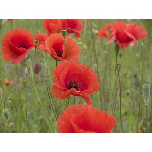 thumbnail image 2 of 500 Flanders Poppy Seeds – Papaver, Stunning Bright Red Flowers, USA Grown 2 of 3