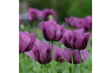PAPAVER POPPY HUNGARIAN BLUE POPPY - 250 SEEDS PAPAVER POPPY HUNGARIAN BLUE POPPY - 250 SEEDS