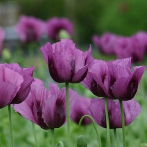 PAPAVER POPPY HUNGARIAN BLUE POPPY - 250 SEEDS