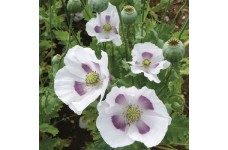PAPAVER POPPY MAANZAAD BREAD POPPY - 250 SEEDS PAPAVER POPPY MAANZAAD BREAD POPPY - 250 SEEDS