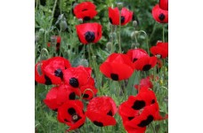 PAPAVER COMMUTATUM LADYBIRD / LADY BIRD POPPY SEEDS - 500 SEEDS PAPAVER COMMUTATUM LADYBIRD / LADY BIRD POPPY SEEDS - 500 SEEDS