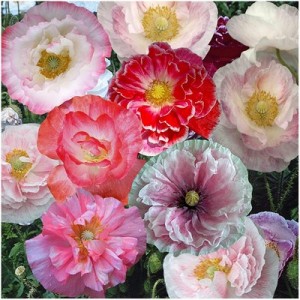 PAPAVER POPPY INDIAN DOUBLE SHIRLEY MIX SEEDS - MIXED COLOURS - 500 SEEDS
