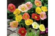 PAPAVER POPPY NUDICAULE ICELAND MIX SEEDS - MIXED COLOURS - 500 SEEDS PAPAVER POPPY NUDICAULE ICELAND MIX SEEDS - MIXED COLOURS - 500 SEEDS