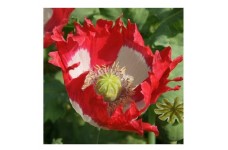 PAPAVER POPPY DANISH DWARF SEEDS - RED & WHITE SINGLE FLOWERS - 350 SEEDS PAPAVER POPPY DANISH DWARF SEEDS - RED & WHITE SINGLE FLOWERS - 350 SEEDS