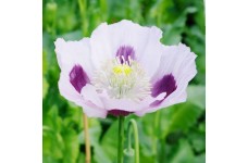 PAPAVER POPPY BLUE MOON SEEDS - WHITE WITH INNER PURPLE BLOTCH - 200 SEEDS PAPAVER POPPY BLUE MOON SEEDS - WHITE WITH INNER PURPLE BLOTCH - 200 SEEDS
