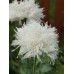 PAPAVER POPPY SWANSDOWN WHITE PEONY SEEDS - 250 SEEDS