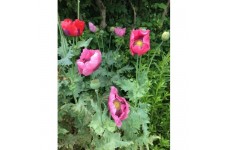 PAPAVER POPPY - MIXED COLOURS - TALL GROWING - 500 SEEDS PAPAVER POPPY - MIXED COLOURS - TALL GROWING - 500 SEEDS