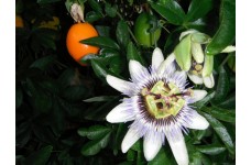 PASSIFLORA CLIMBING PLANT - PASSION FLOWER SEEDS - 25 SEEDS PASSIFLORA CLIMBING PLANT - PASSION FLOWER SEEDS - 25 SEEDS