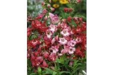 PENSTEMON CROWN HYBRID PERENNIAL SEEDS - 100 SEEDS PENSTEMON CROWN HYBRID PERENNIAL SEEDS - 100 SEEDS