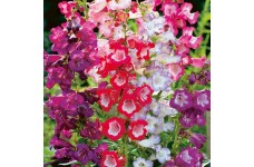PENSTEMON HARTWEGII SENSATION MIX SEEDS - 100 SEEDS PENSTEMON HARTWEGII SENSATION MIX SEEDS - 100 SEEDS