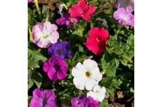 PETUNIA NANA COMPACTA MIXED SEEDS - MIXED COLOUR FLOWERS - 250 SEEDS PETUNIA NANA COMPACTA MIXED SEEDS - MIXED COLOUR FLOWERS - 250 SEEDS