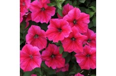PETUNIA NANA COMPACTA ROSE OF HEAVEN SEEDS - VIBRANT PINK - 250 SEEDS PETUNIA NANA COMPACTA ROSE OF HEAVEN SEEDS - VIBRANT PINK - 250 SEEDS