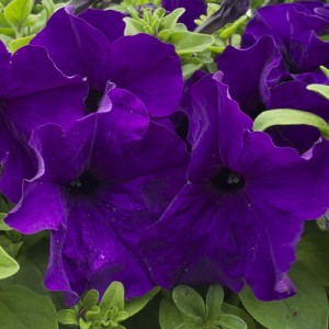 PETUNIA NANA COMPACTA ROYAL BLUE SEEDS - PURPLE / BLUE FLOWERS - 250 SEEDS