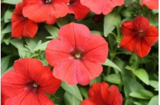 PETUNIA NANA COMPACTA SCARLET RED SEEDS - 250 SEEDS PETUNIA NANA COMPACTA SCARLET RED SEEDS - 250 SEEDS