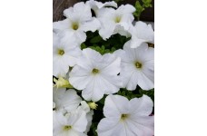 PETUNIA NANA COMPACTA SNOWBALL SNOW BALL WHITE SEEDS - 250 SEEDS PETUNIA NANA COMPACTA SNOWBALL SNOW BALL WHITE SEEDS - 250 SEEDS