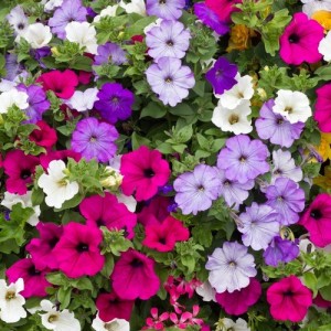 PETUNIA HYBRIDA PENDULA TRAILING BALCONY MIXED SEEDS - 250 SEEDS