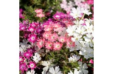 PHLOX DRUMMONDA CUSPIDATA TWINKLE STAR MIXED SEEDS - 100 SEEDS PHLOX DRUMMONDA CUSPIDATA TWINKLE STAR MIXED SEEDS - 100 SEEDS