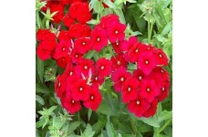 PHLOX SCARLET BEAUTY SEEDS - RED PHLOX ANNUAL SEEDS - 100 SEEDS PHLOX SCARLET BEAUTY SEEDS - RED PHLOX ANNUAL SEEDS - 100 SEEDS