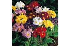POLYANTHUS CROWN EXHIBITION MIX SEEDS - 50 SEEDS POLYANTHUS CROWN EXHIBITION MIX SEEDS - 50 SEEDS