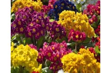 POLYANTHUS PRIMULA VERIS ELATIOR MIX SEEDS -  50 SEEDS POLYANTHUS PRIMULA VERIS ELATIOR MIX SEEDS -  50 SEEDS