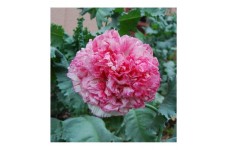 PAPAVER POPPY SOMNIFERUM FLEMISH ANTIQUE PINK PEONY SEEDS - 250 SEEDS PAPAVER POPPY SOMNIFERUM FLEMISH ANTIQUE PINK PEONY SEEDS - 250 SEEDS