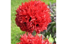 PAPAVER POPPY SOMNIFERUM SCARLET RED PEONY SEEDS - 250 SEEDS PAPAVER POPPY SOMNIFERUM SCARLET RED PEONY SEEDS - 250 SEEDS
