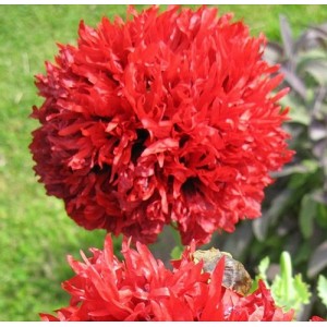 PAPAVER POPPY SOMNIFERUM SCARLET RED PEONY SEEDS - 250 SEEDS