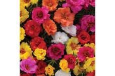 PORTULACA GRANDIFLORA DOUBLE MIX SEEDS - MIXED COLOUR DOUBLE FLOWERS - 500 SEEDS PORTULACA GRANDIFLORA DOUBLE MIX SEEDS - MIXED COLOUR DOUBLE FLOWERS - 500 SEEDS
