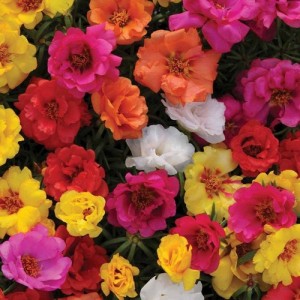 PORTULACA GRANDIFLORA DOUBLE MIX SEEDS - MIXED COLOUR DOUBLE FLOWERS - 500 SEEDS PORTULACA GRANDIFLORA DOUBLE MIX SEEDS - MIXED COLOUR DOUBLE FLOWERS - 500 SEEDS