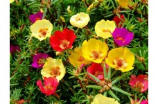 PORTULACA GRANDIFLORA SINGLE MIX SEEDS - MIXED COLOUR FLOWERS - 500 SEEDS PORTULACA GRANDIFLORA SINGLE MIX SEEDS - MIXED COLOUR FLOWERS - 500 SEEDS