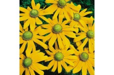 RUDBECKIA HIRTA IRISH EYES SEEDS - BLACK EYED SUSAN - GREEN EYES - 100 SEEDS RUDBECKIA HIRTA IRISH EYES SEEDS - BLACK EYED SUSAN - GREEN EYES - 100 SEEDS