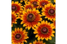 RUDBECKIA HIRTA RUSTIC DWARFS MIXED SEEDS - BLACK EYED SUSAN - 250 SEEDS RUDBECKIA HIRTA RUSTIC DWARFS MIXED SEEDS - BLACK EYED SUSAN - 250 SEEDS