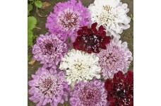 SCABIOSA ATROPURPUREA IMPERIAL MIX SEEDS - PINCUSHION SCABIOUS - 100 SEEDS SCABIOSA ATROPURPUREA IMPERIAL MIX SEEDS - PINCUSHION SCABIOUS - 100 SEEDS